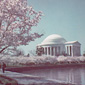 The Jefferson Memorial and blooming cherry trees on the Tidal Basin in Washington, D.C.