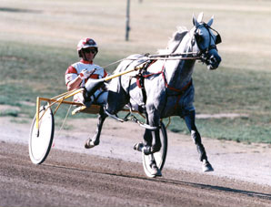 Photo of a harness racer