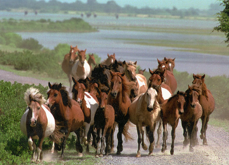 Photo of a herd of ponies running on Chincoteague shore