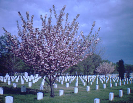 Arlington National Cemetery.