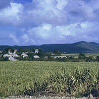 Photo of sugarcane fields, Virgin Islands, 1941