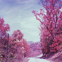 Pink trees dominate a New England fall scene