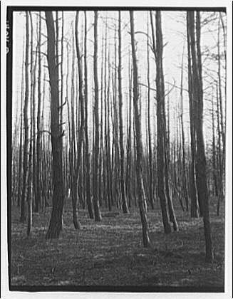 Forest destroyed by fire