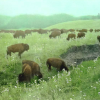 Buffalo at Wind Cave National Park, Black Hills, South Dakota