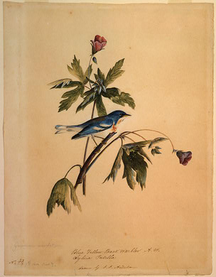 Audubon's 'Blue Yellow Back Warbler.'