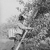 Picking Apples, Camden County, New Jersey 1938