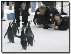 企鵝來到洛杉磯出席電影《快樂大腳》首映式