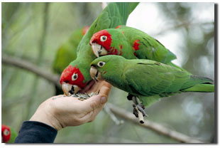 獨立鏡頭系列片之一《野鸚鵡》的劇照