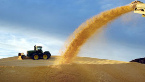 Hills of corn in Kansas