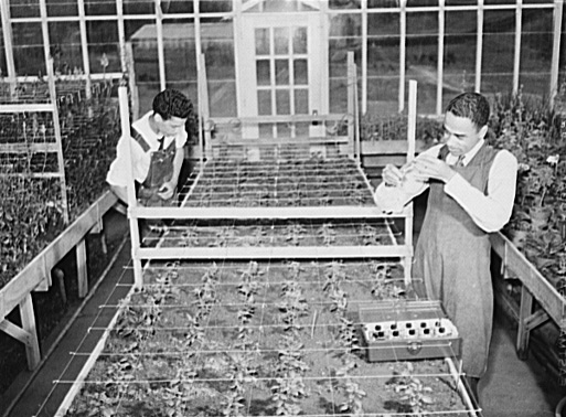 在塔斯提吉學院溫室中的學生 Students in a greenhouse at Tuskegee