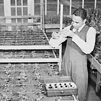 在塔斯提吉學院溫室中的學生 Students in a greenhouse at Tuskegee