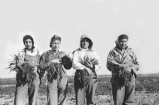 Photo of young Mexican women carrot workers