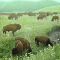 Buffalo grazing at Wind Cave National Park, Black Hills, South Dakota