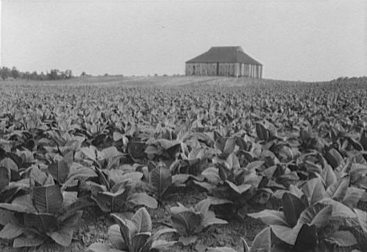 煙草農場 A tobacco farm
