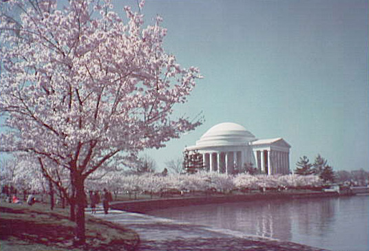 The Jefferson Memorial and blooming cherry trees on the Tidal Basin in Washington, D.C.