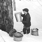 'Gathering sap from sugar trees for making maple syrup'