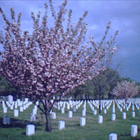 Arlington National Cemetery.
