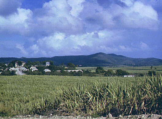 Photo of sugarcane fields, Virgin Islands, 1941