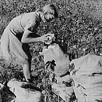 J.A. Johnson's oldest daughter picking cotton in cotton field, Statesville, North Carolina.