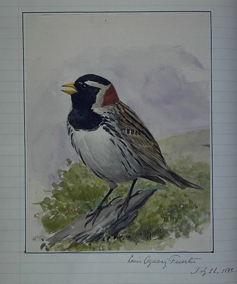 Bird Painting from July 22, 1899.