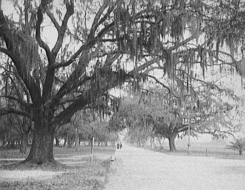 Avenue Under the Oaks, Old Dueling Grounds, New Orleans, Louisiana.