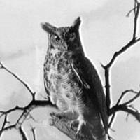 A horned owl