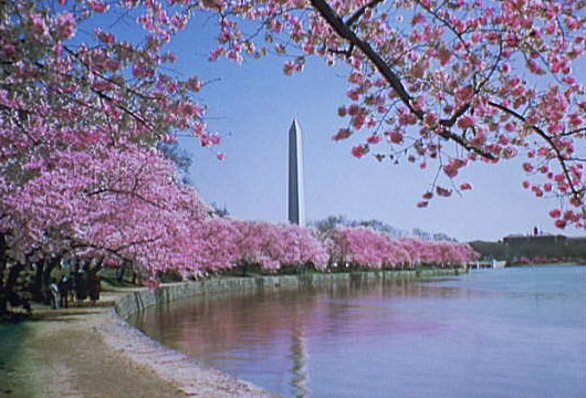 View of cherry trees in full bloom and the Washington Monument